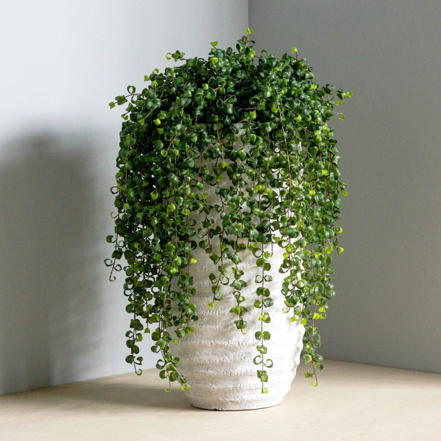 Hoya Stem 4 Hoya Stem - Image 2