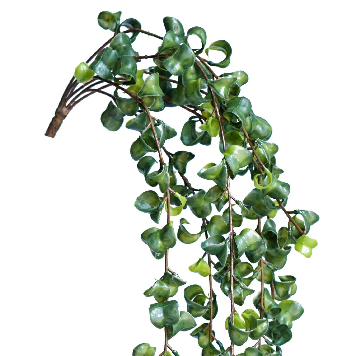 Hoya Stem 6 Hoya Stem - Image 4