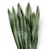 Snake Plant Bundle -Noir || Bloomingville Shop Snake Plant Bundle StyleMeGHD Faux Plants