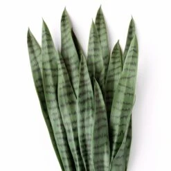 Snake Plant Bundle